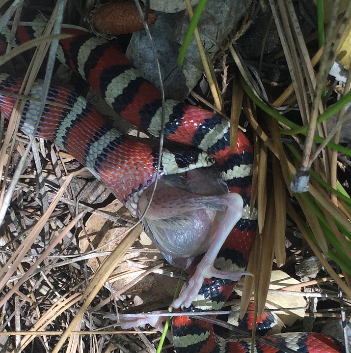 A Sonoran Mountain Kingsnake eats a baby spotted towhee this past week in Stricklin Park. 


