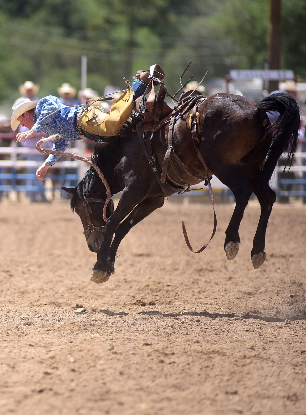 Miles Dewitt takes the hard way off but won the Ranch Bronc Riding with a 79 during the final performance of the 2016 Prescott Frontier Days Rodeo Monday afternoon. (Les Stukenberg/The Daily Courier)