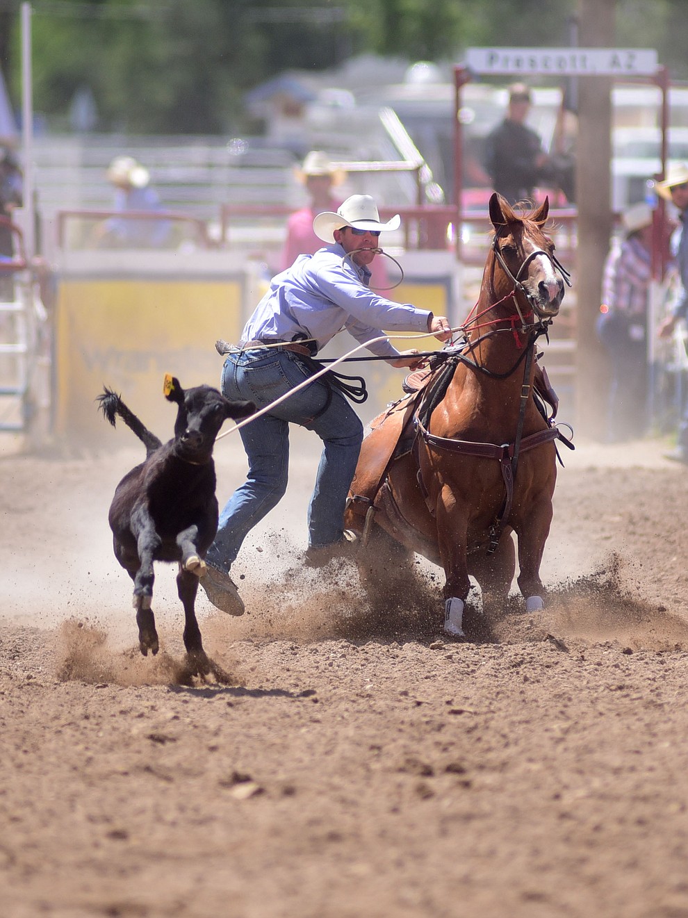Ryle Smith has a 12.3 second run during the final performance of the 2016 Prescott Frontier Days Rodeo Monday afternoon. (Les Stukenberg/The Daily Courier)