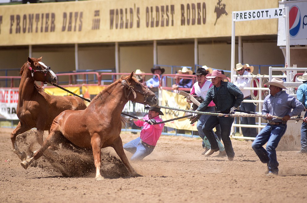 Wild horse racing during the final performance of the 2016 Prescott Frontier Days Rodeo Monday afternoon. (Les Stukenberg/The Daily Courier)during the final performance of the 2016 Prescott Frontier Days Rodeo Monday afternoon. (Les Stukenberg/The Daily Courier)