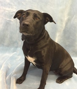 Orlena is a Labrador Retriever/American Pit Bull Terrier mixed female dog, about seven years old and looking for a home.
