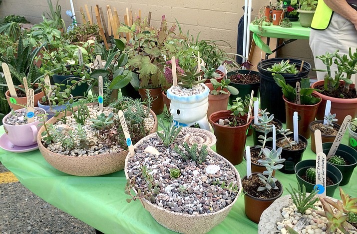 Individual succulents or groupings in a ready-made garden bowl were popular items for sale July 9 at the annual Monsoon Madness Garden and Yard Sale that takes place the weekend after the Frontier Days Rodeo.