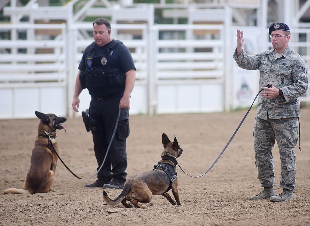 Handlers show the obediance skills of their K9 partners during a public demonstration by some of the 70 dog and handler teams attending the 24th annual Arizona Law Enforcement K9 Association at the Prescott Rodeo Grounds Tuesday evening. (Les Stukenberg/The Daily Courier)