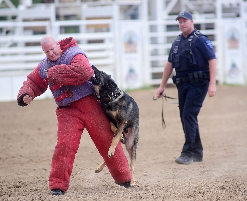 Tempe Police Department's Reed Ribotta and K9 Boomer during a public demonstration by some of the 70 dog and handler teams attending the 24th annual Arizona Law Enforcement K9 Association at the Prescott Rodeo Grounds Tuesday evening. (Les Stukenberg/The Daily Courier)