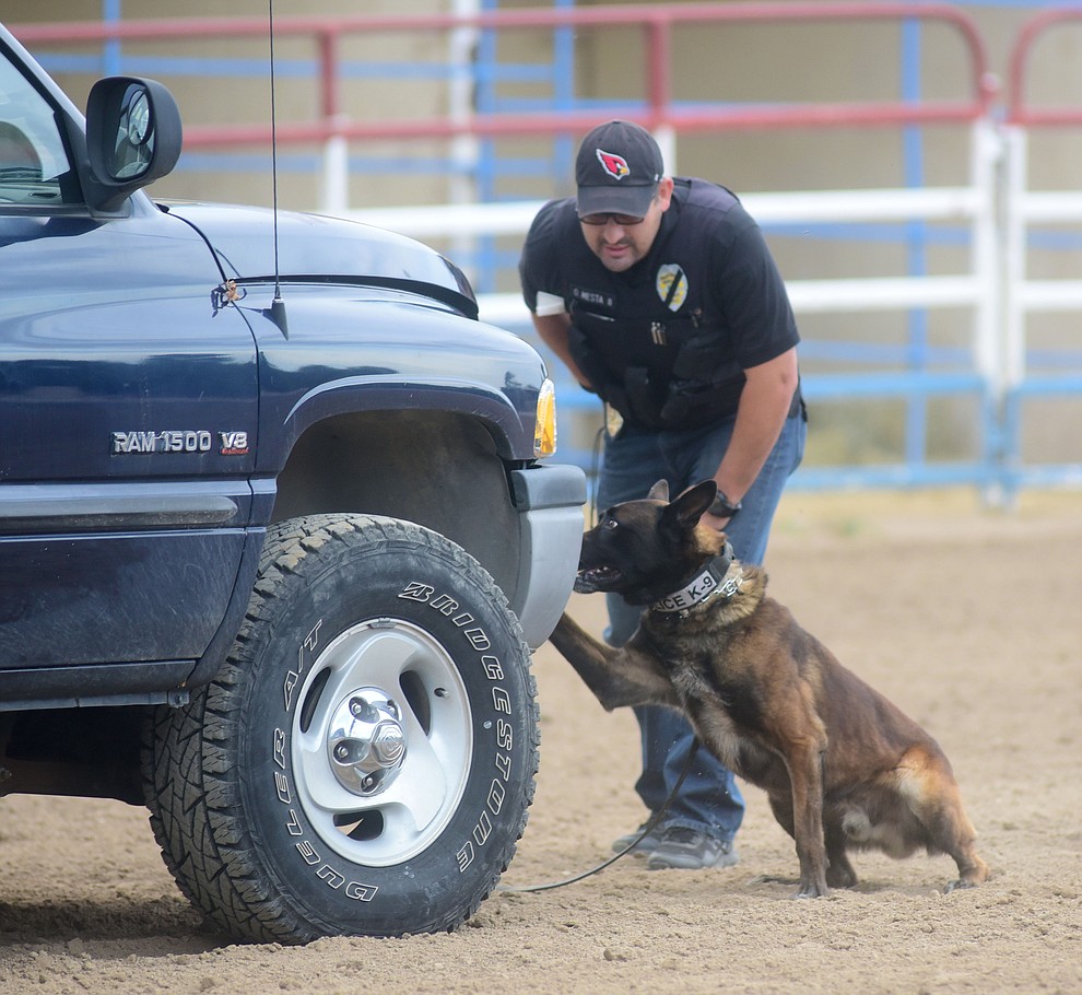Nogales Police Department's Oscar Mesta and K9 Ari find money hidden in a pickup truck during a public demonstration by some of the 70 dog and handler teams attending the 24th annual Arizona Law Enforcement K9 Association at the Prescott Rodeo Grounds Tuesday evening. (Les Stukenberg/The Daily Courier)