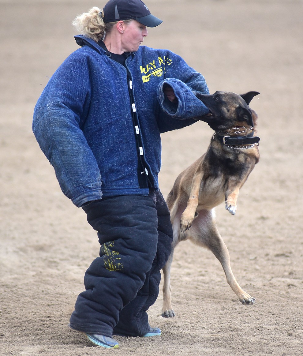 Phoenix Police Department's K9 Murphy gets a suspect during a public demonstration by some of the 70 dog and handler teams attending the 24th annual Arizona Law Enforcement K9 Association at the Prescott Rodeo Grounds Tuesday evening. (Les Stukenberg/The Daily Courier)