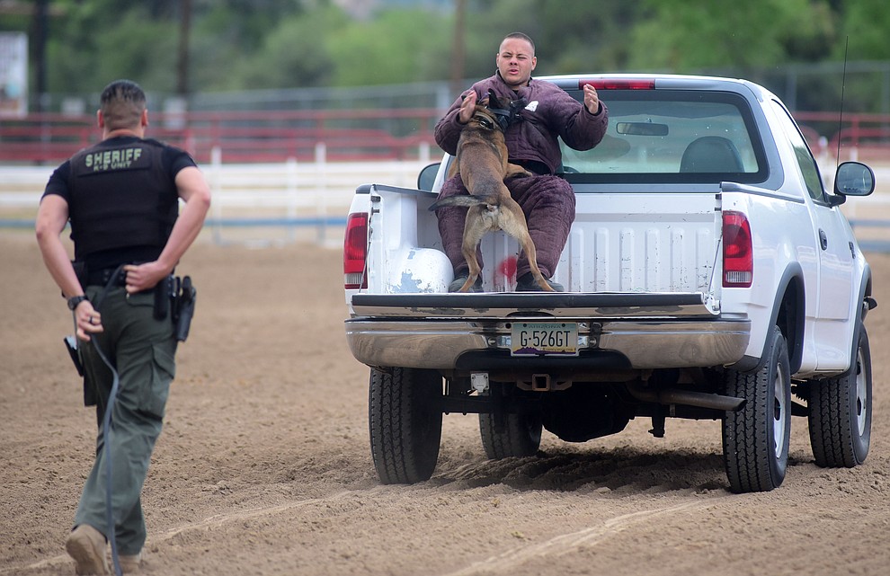Maricopa County Sheriff's Officer Manny Sanchez and K9 Kato take down a suspect in the back of a pickup during a public demonstration by some of the 70 dog and handler teams attending the 24th annual Arizona Law Enforcement K9 Association at the Prescott Rodeo Grounds Tuesday evening. (Les Stukenberg/The Daily Courier)