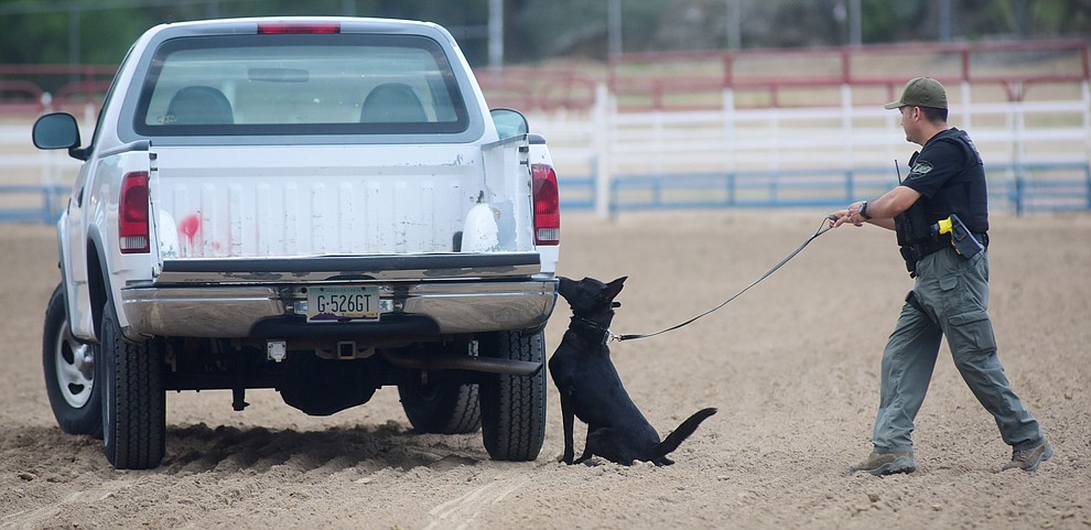 Avondale Police Department's Oscar Samaniego and K9 Max search for narcotics during a public demonstration by some of the 70 dog and handler teams attending the 24th annual Arizona Law Enforcement K9 Association at the Prescott Rodeo Grounds Tuesday evening. (Les Stukenberg/The Daily Courier)
