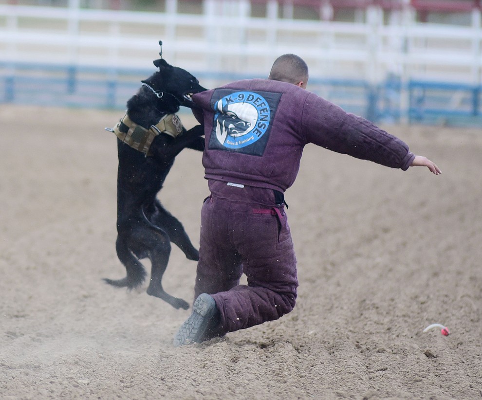 Yankee takes down a running suspect during a public demonstration by some of the 70 dog and handler teams attending the 24th annual Arizona Law Enforcement K9 Association at the Prescott Rodeo Grounds Tuesday evening. (Les Stukenberg/The Daily Courier)