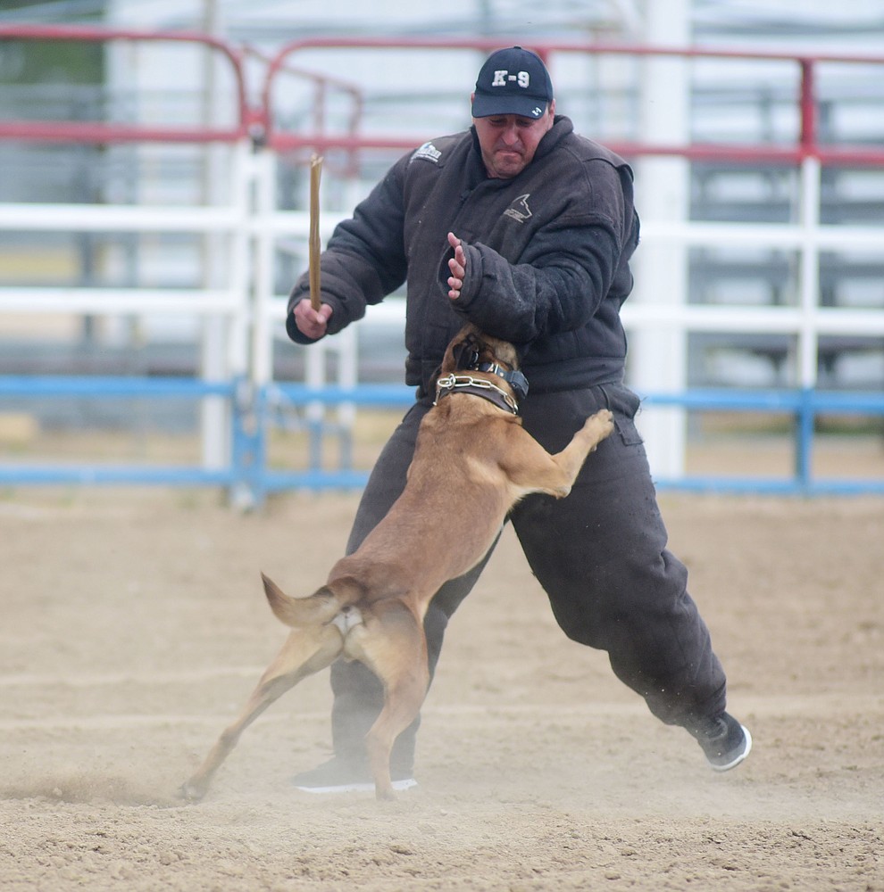 Goodyear Police Department Toby takes down a "suspect" during a public demonstration by some of the 70 dog and handler teams attending the 24th annual Arizona Law Enforcement K9 Association at the Prescott Rodeo Grounds Tuesday evening. (Les Stukenberg/The Daily Courier)