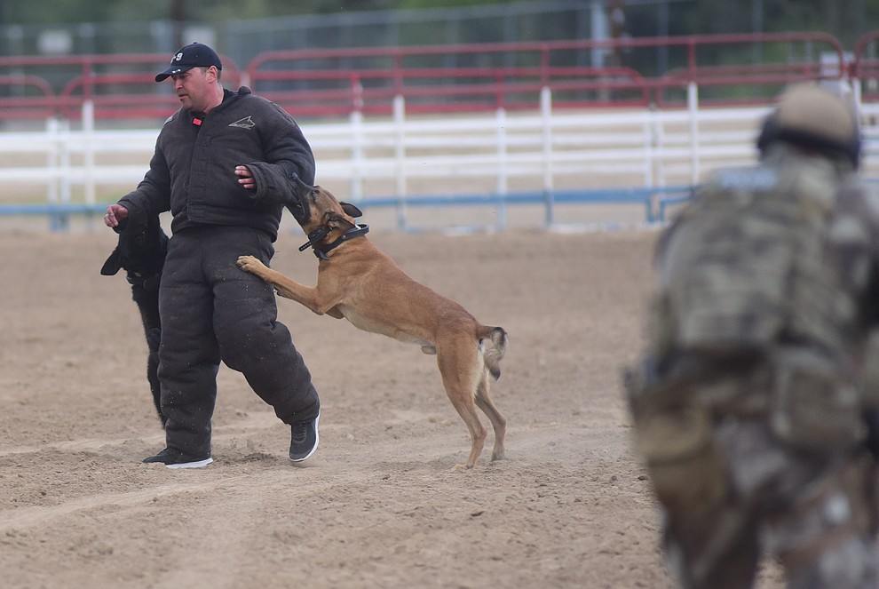 Two K9's work with the Prescott SWAT team during a public demonstration by some of the 70 dog and handler teams attending the 24th annual Arizona Law Enforcement K9 Association at the Prescott Rodeo Grounds Tuesday evening. (Les Stukenberg/The Daily Courier)