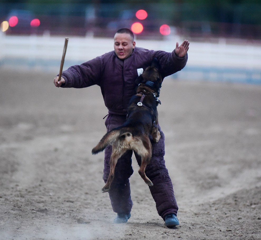 Roco from the Peoria Police Department won the "hard dog" competition during a public demonstration by some of the 70 dog and handler teams attending the 24th annual Arizona Law Enforcement K9 Association at the Prescott Rodeo Grounds Tuesday evening. (Les Stukenberg/The Daily Courier)
