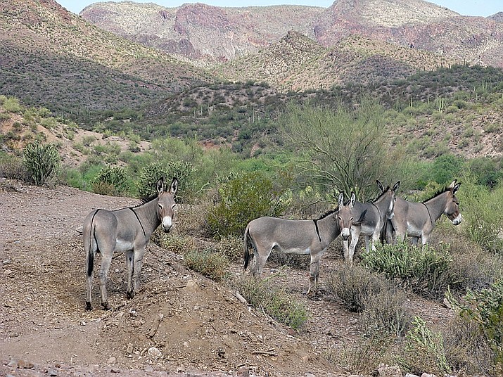 Wild burros near Lake Pleasant, Arizona.