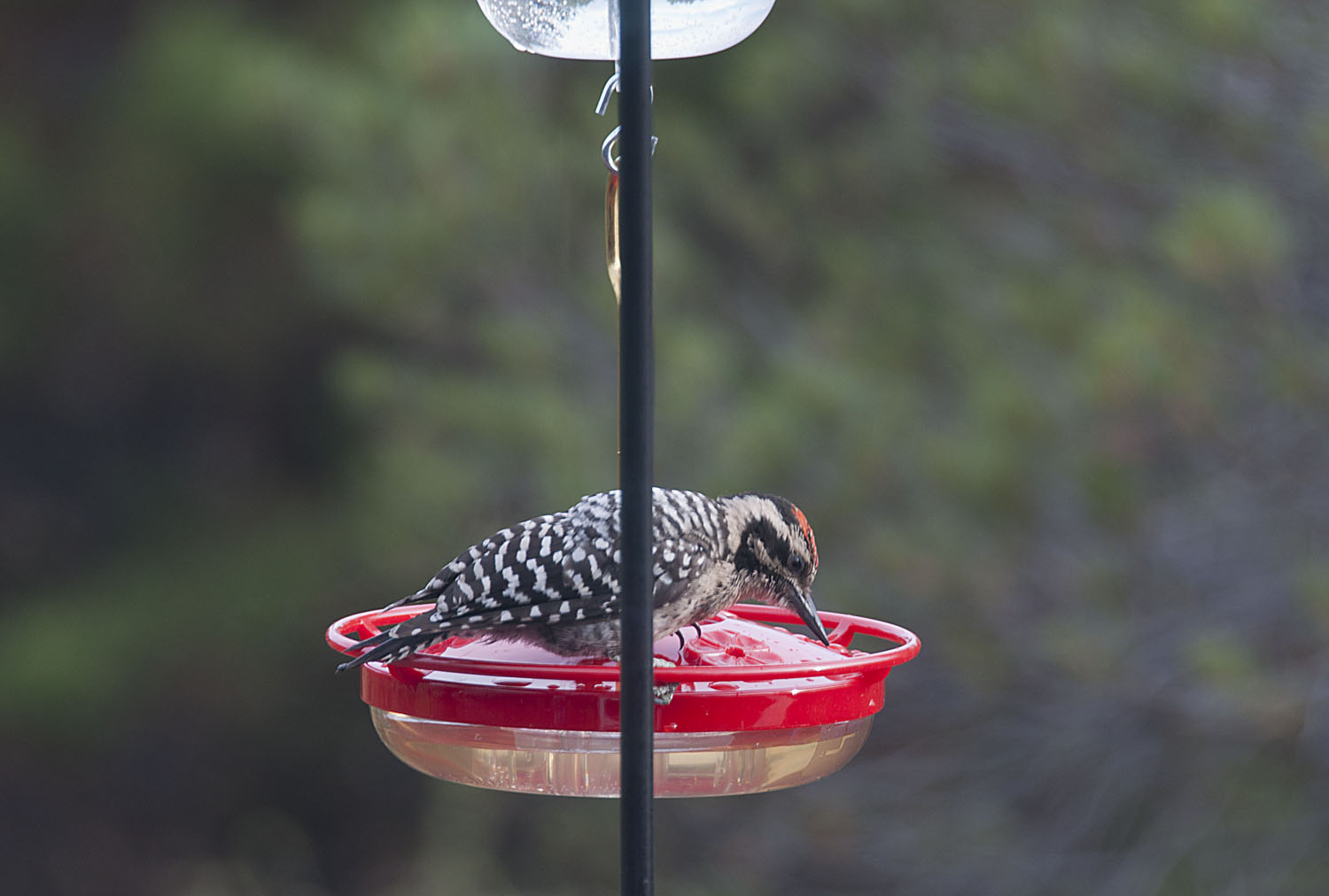 Column Who Is At Your Bird Feeders The Daily Courier