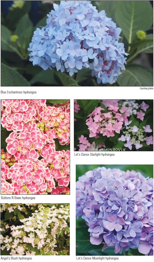 It’s hydrangea mania at Mortimer Nursery | The Daily Courier | Prescott, AZ