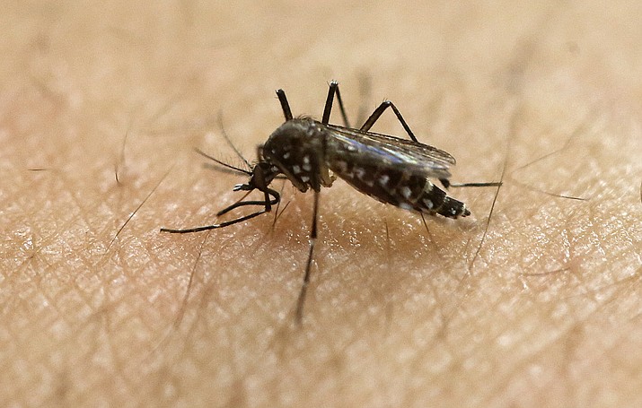 In this Jan. 18, 2016, file photo, a female Aedes aegypti mosquito, known to be a carrier of the Zika virus, acquires a blood meal on the arm of a researcher at the Biomedical Sciences Institute of Sao Paulo University in Sao Paulo, Brazil. Health officials said Thursday, Aug. 4, 2016 that two babies have been born with Zika-related defects in California. The California Department of Public Health said the infants were born to infected mothers who spent time in countries where the virus is circulating.