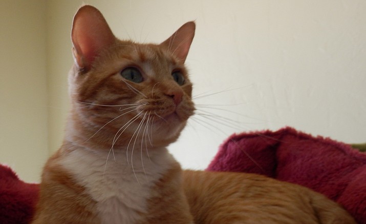 Garfield is a 5-year-old boy who was rescued from a kill-shelter.