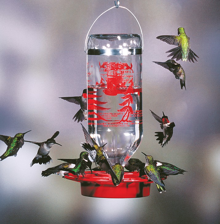 Hummingbird migration activity is currently at its peak.