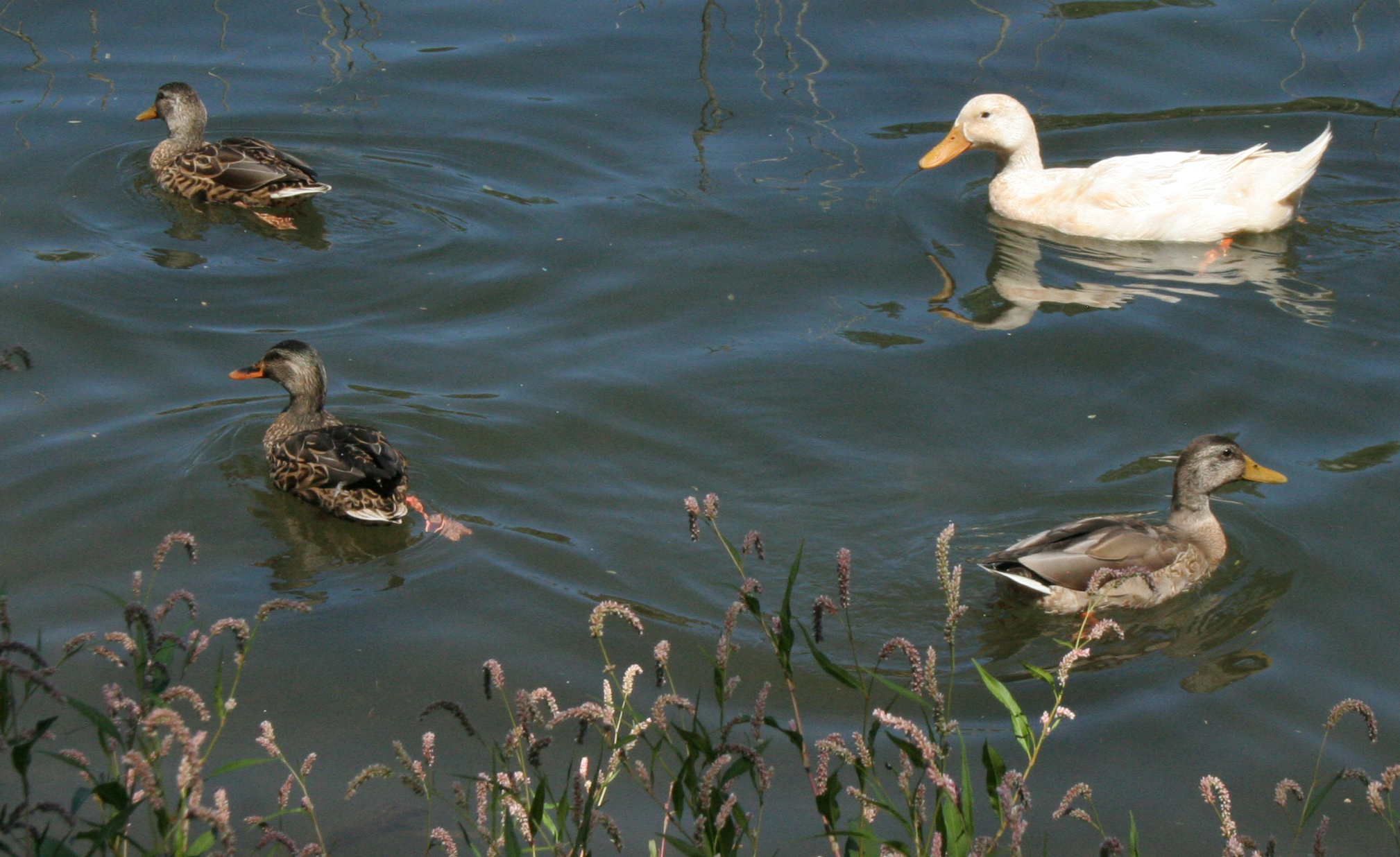 goose ducks02
