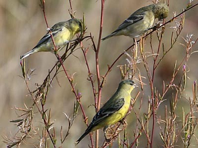 Male (front) and female Lesser Goldfinches eat willowherb seeds in Thompson Reach restoration area of the Presidio of San Francisco.