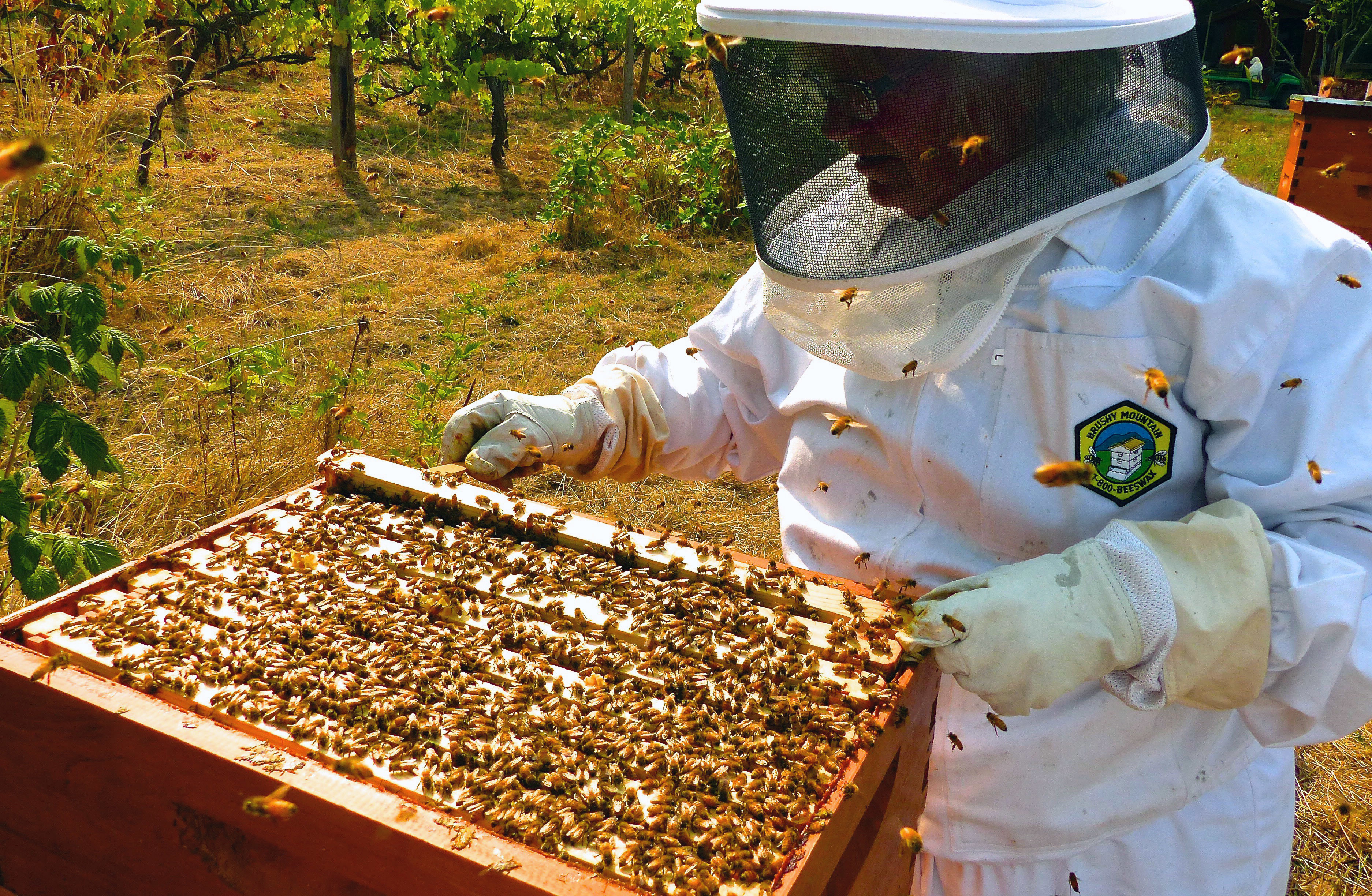 Когда собирают мед. Пчеловодное хозяйство "Пасечник Шишкин". Пчелы пасека. Обустройство пасеки. Пчеловодство мед.