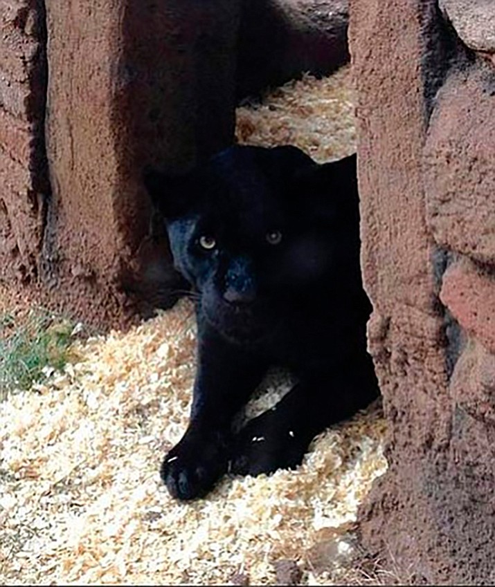 The Only Wild Jaguar In The United States Has A Taste For Bears - AZ Animals