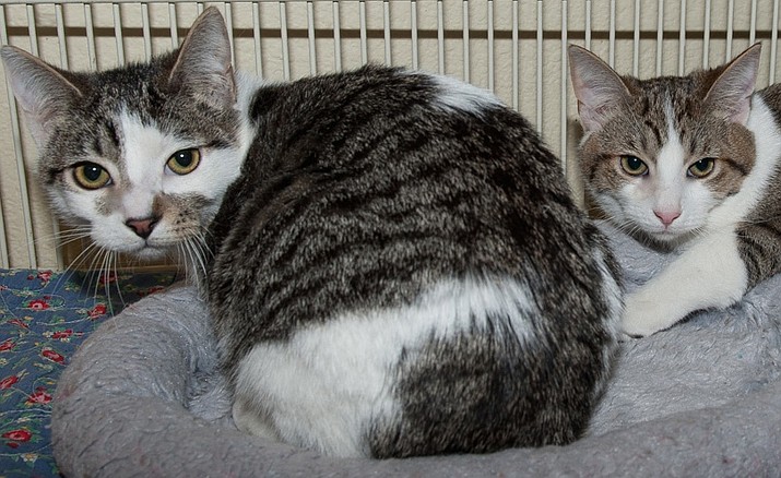 Cilantro and Oregano are 1-year-old siblings whose endearing reliance on each other will warm your heart.
