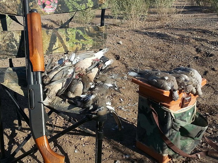 Dove season was hit or miss for Mohave hunters Kingman Daily Miner