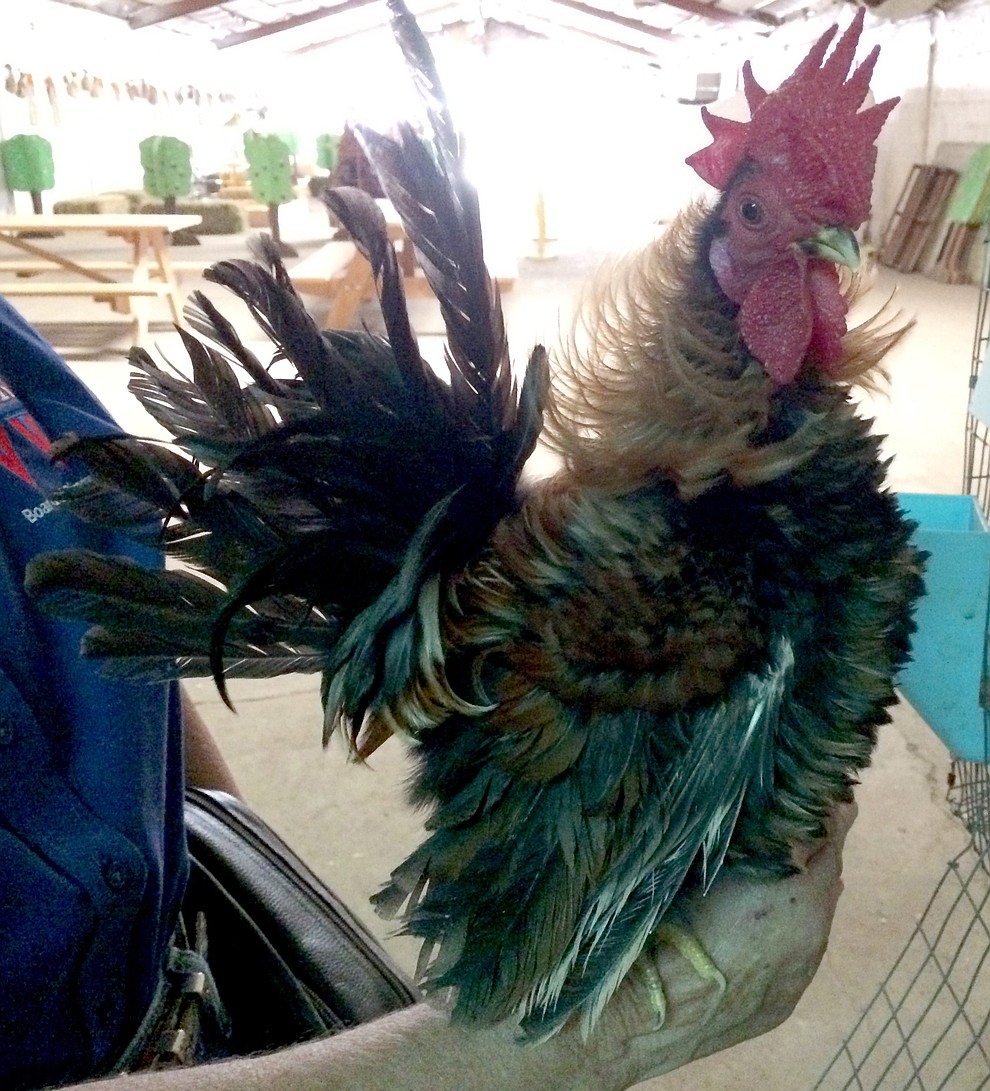 One of the rarer breeds of chickens at the Yavapai County Fair is this Serama pygmy bantam, a new breed from Thailand. One of its characteristics is how it carries itself in an upright position, said Poultry Superintendent Carla Sartwell.