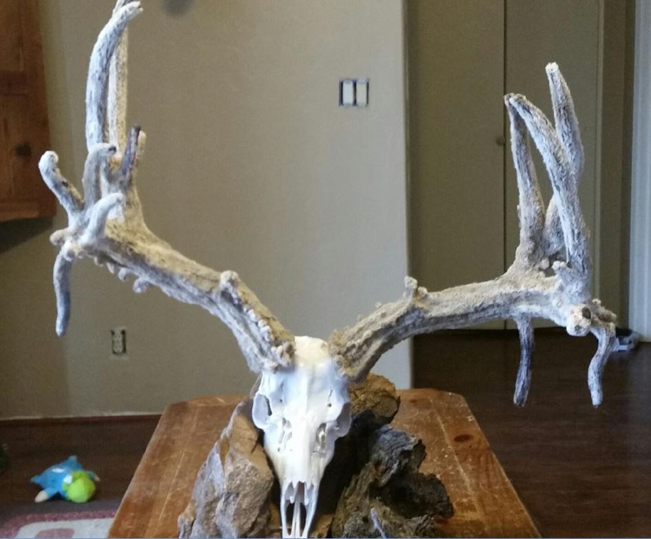 Taxidermy shop robbed; Cactus Velvet mule deer antlers ...