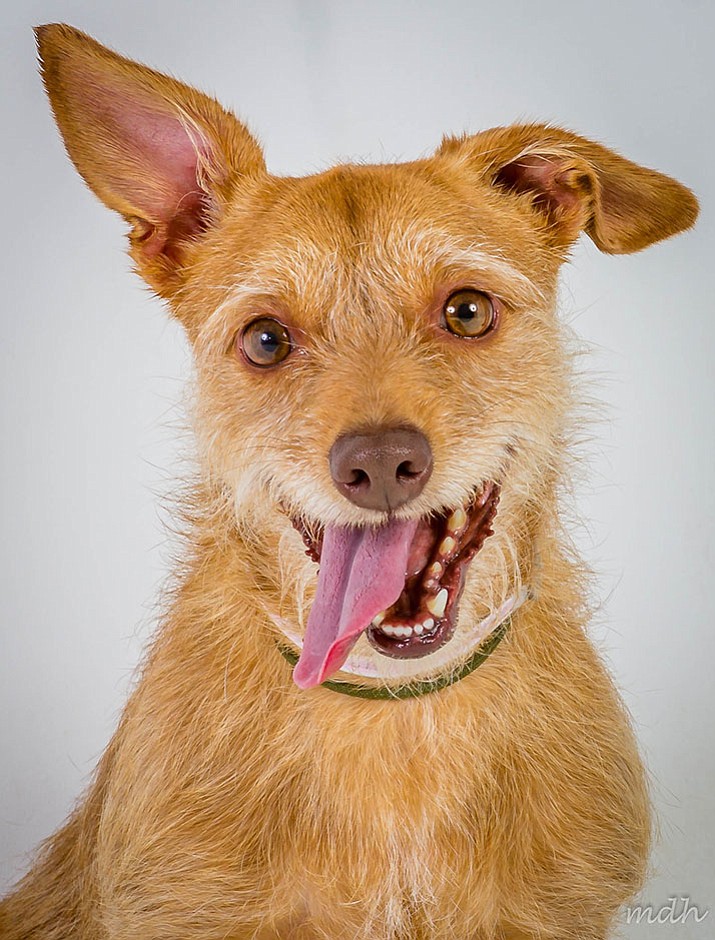 Roxanne is a 5-year-old Terrier/Chihuahua mix at Yavapai Humane Society.