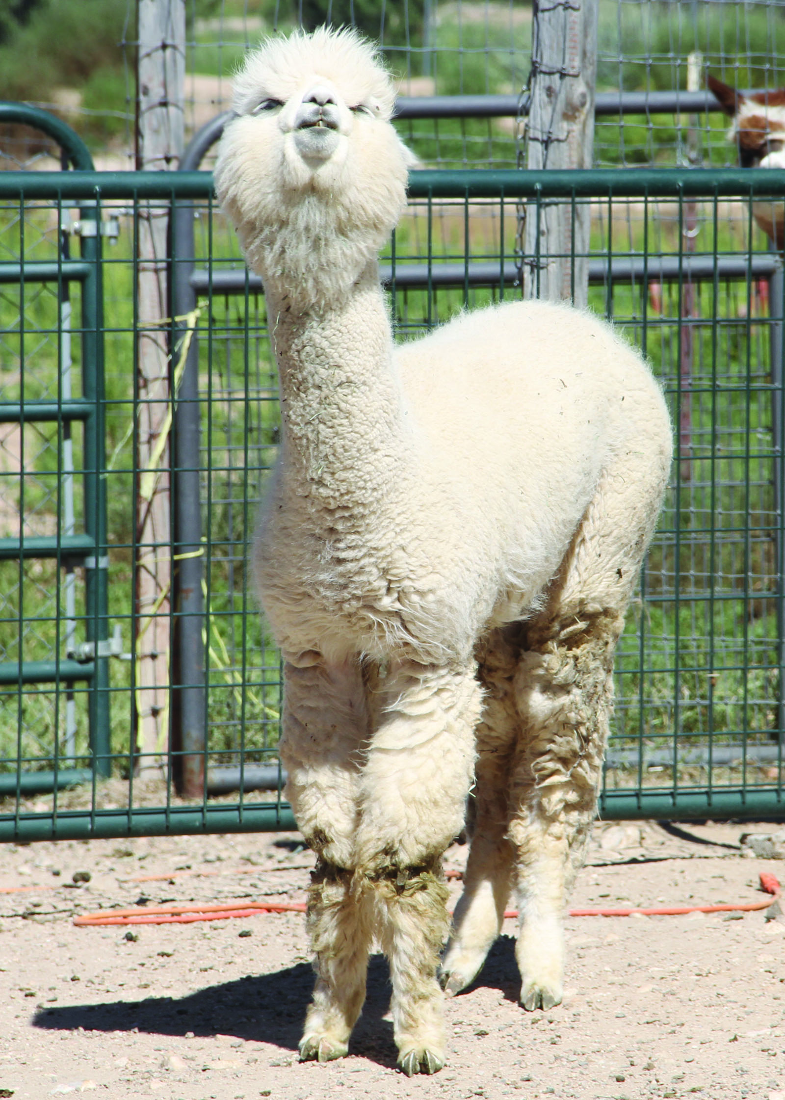 Alpaca Farm Days to entertain the kiddies for 11th year Kingman Daily