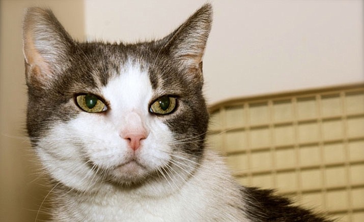 Roxie is an 11-year-young, spayed and vaccinated cat.