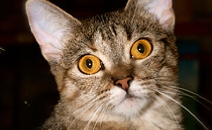 Kasey is a darling, 4-year-old brown tabby who is healthy and spayed, she is now looking for a new forever home.