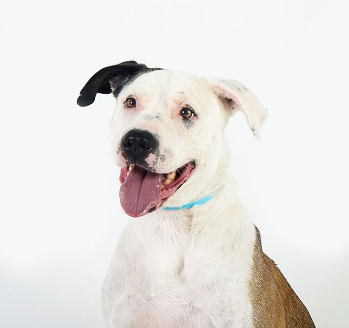 Dexter is a 7-year-old Pit Bull mix at Yavapai Humane Society looking for his forever home. 
