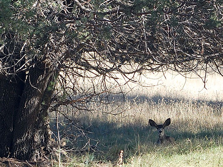 A doe hides in the shade of a juniper in the Williamson Valley area, mid-day during hunting season.