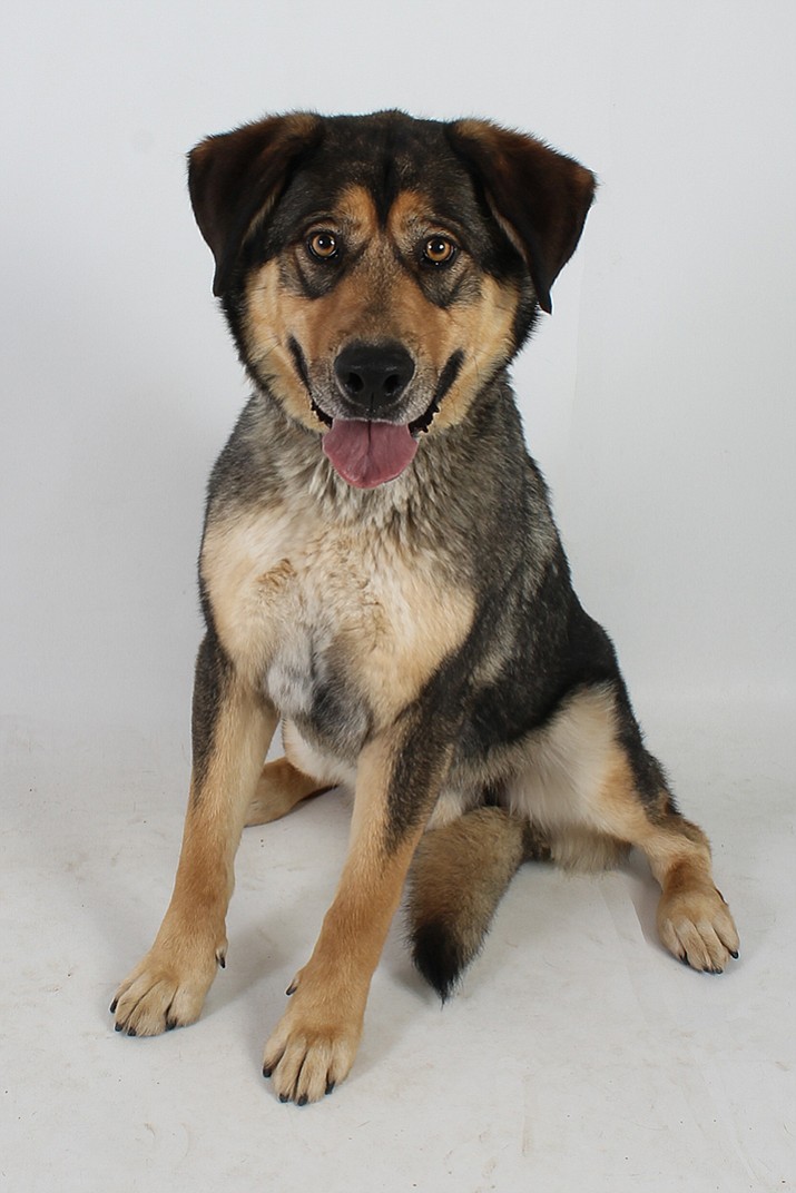 Robin is a 3-year-old Rottweiler/Alaskan Husky mix at Yavapai Humane Society looking for my forever home. 