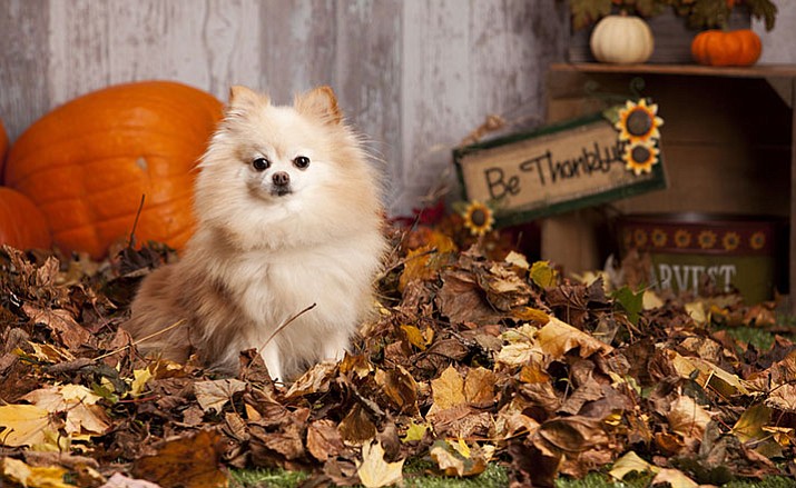 Count your blessings, and keep your pets safe at Thanksgiving.