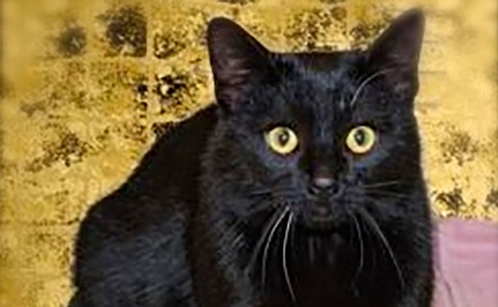 Shadow is a 4-year-old midnight-black youngster at UAF.