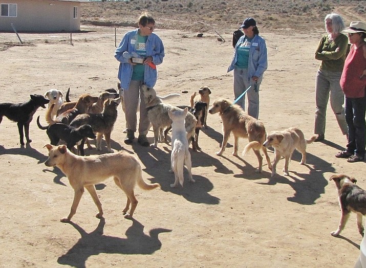 Some of the rescued dogs and the volunteers.