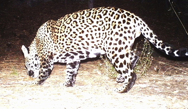 Agencies have recently received a photograph of a jaguar taken by a Fort Huachuca trail camera in the Huachuca Mountains. If confirmed, this will be the second jaguar known to live in the state. (Photo Courtesy of AZGFD)