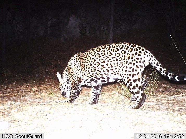 A U.S. Army trail camera captured an image of a jaguar in the Huachuca Mountains.