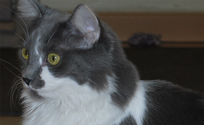 Tippy is a 3 1/2-year-old grey and white girl with green eyes.