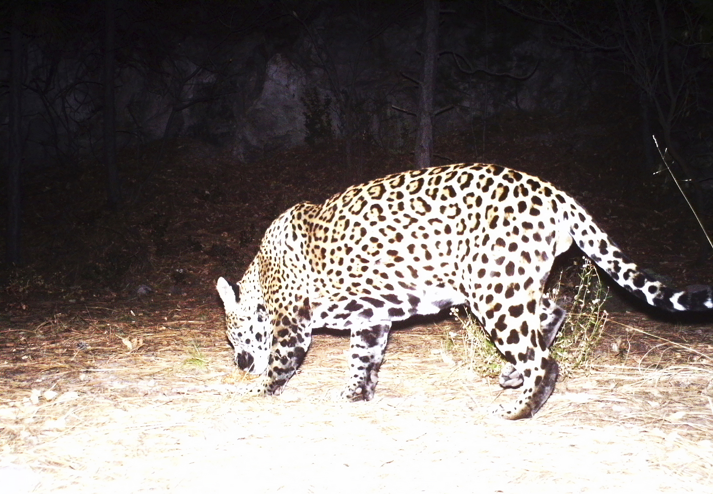 Jaguar spotted near Fort Huachuca a newcomer to Arizona | Williams ...