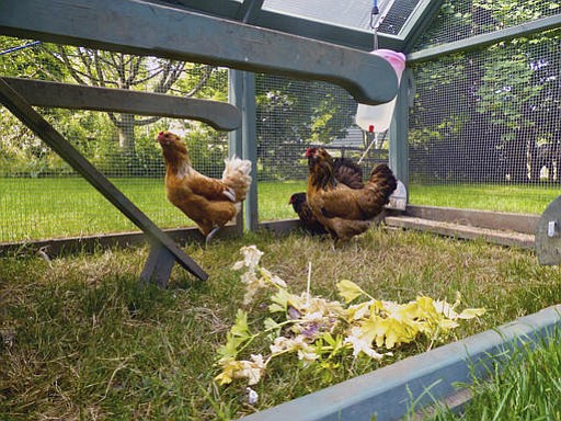 This June 20, 2015 photo shows chickens photographed inside a portable backyard coop near Langley, Wash. They eat large amounts of insects, grasses and seeds. But they also will damage small, tender plants like tomatoes in vegetable gardens. It's best to place barriers around your emerging edibles or confine the chickens until after the harvest. Kitchen scraps like these discarded celery tops, foreground, are fine to share, though. Gardening and raising chickens can be a good combination. But it does present challenges. (Dean Fosdick via AP)