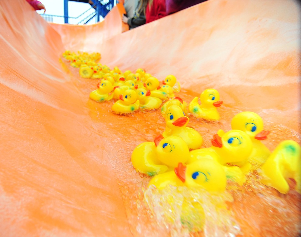 Ducks come down the slide during the 11th Annual Polar Bear Plunge at Mountain Valley Splash in Prescott Valley Saturday, January 7. (Les Stukenberg/The Daily Courier)