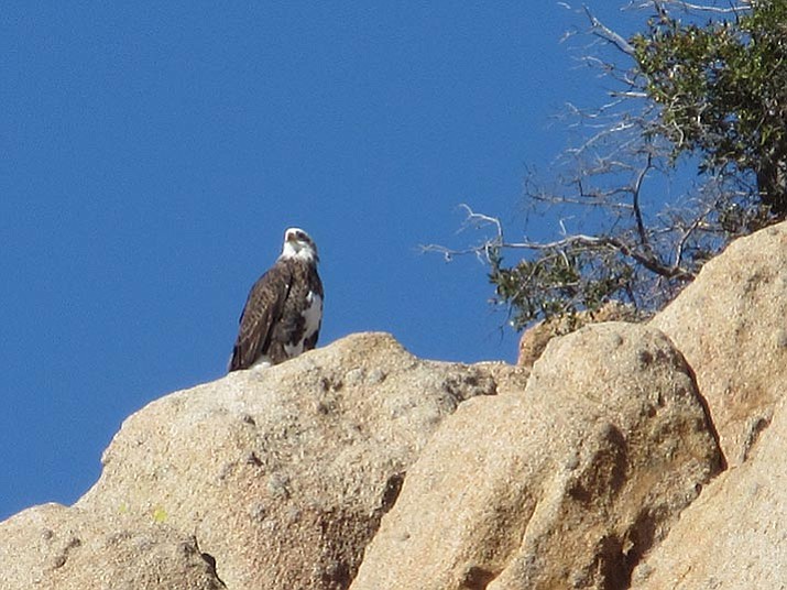 One of my customers, Dennis Elley, took this picture of the Bald Eagle with the white belly at Willow Lake, but it is the same bird that I saw at Goldwater Lake on Saturday. 