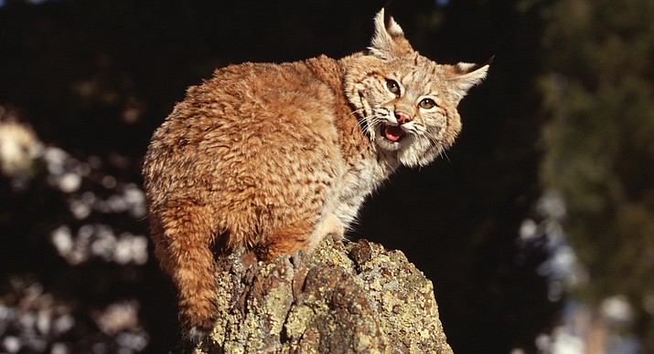 Rabid bobcat put down after attacking four people in Sedona | The Verde ...