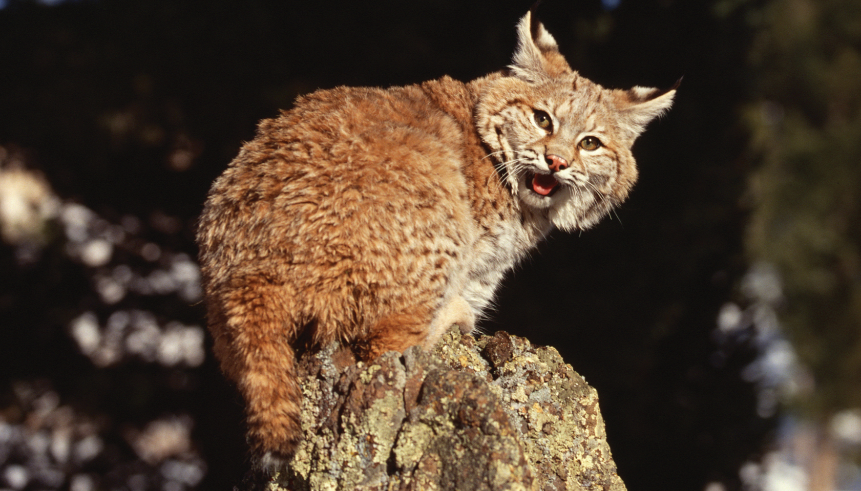 Bobcat Incident Reminder Of What Not To Do With Wildlife 