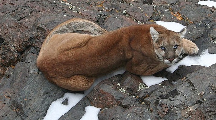 The Arizona Game and Fish Department estimates the mountain lion population is robust with about 2,500 throughout the state. 